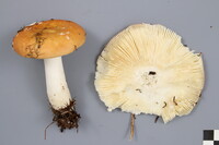 Russula decolorans image